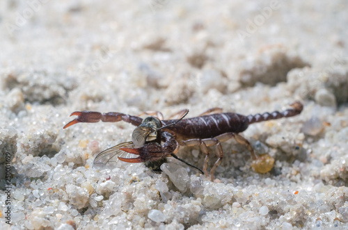 Scorpio holds a fly caught with claws and stings it with a sting  close-up