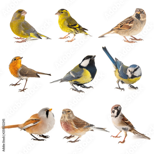 Set of small song birds isolated on white background
