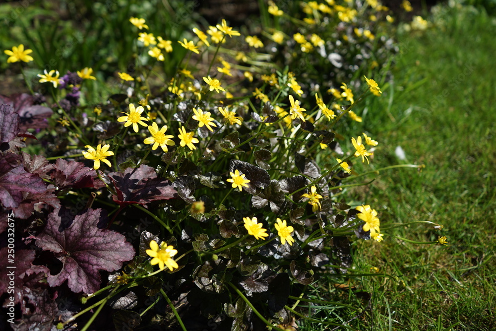 Fototapeta premium yellow flowers in garden