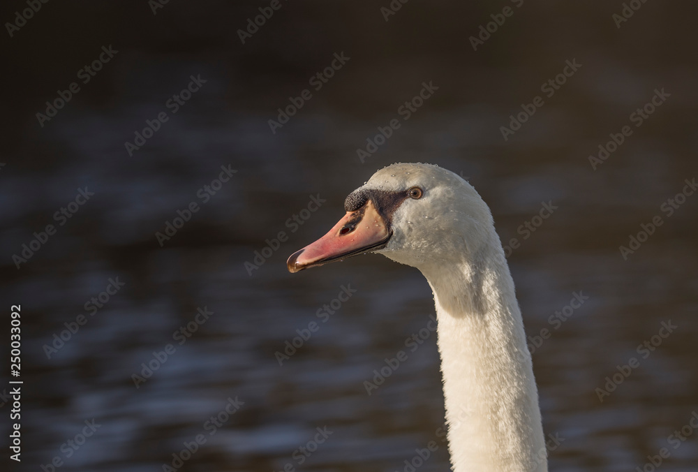 Fototapeta premium Höckerschwan