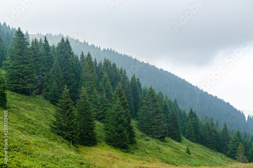 Landscape with hills covered with coniferous forests