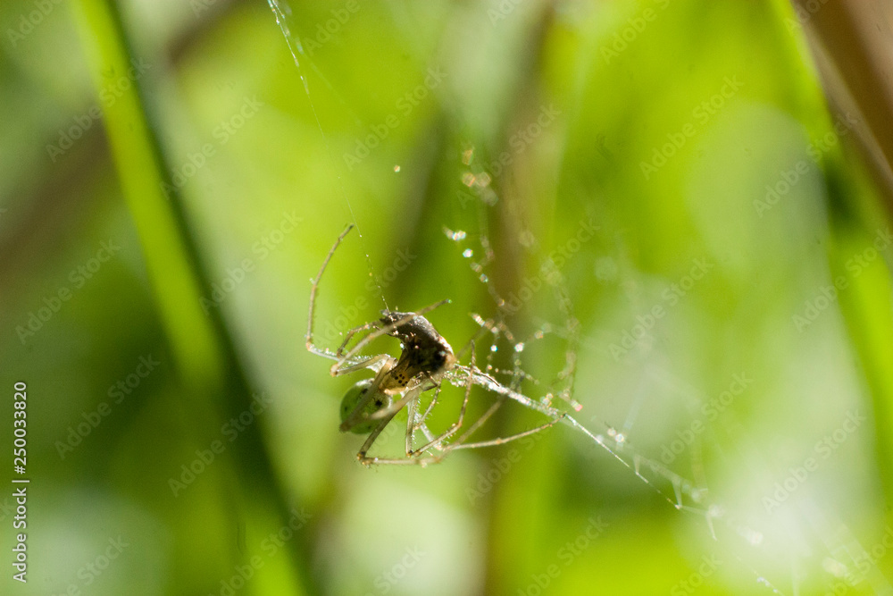 Spider in the forest on the web. Beautiful background Spider in the forest on the web. Beautiful background