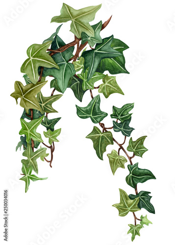 Watercolor botanical ivy illustration. Hand painted green ivy  white background.