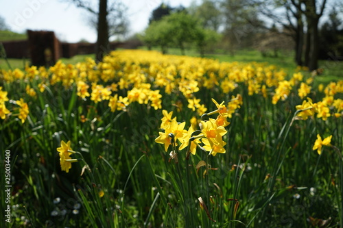 field of daffodils  © Illias