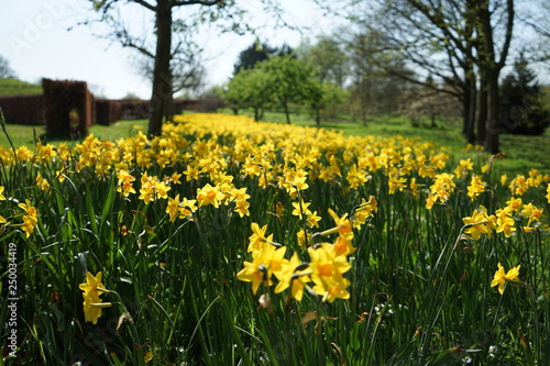 yellow field of daffodils