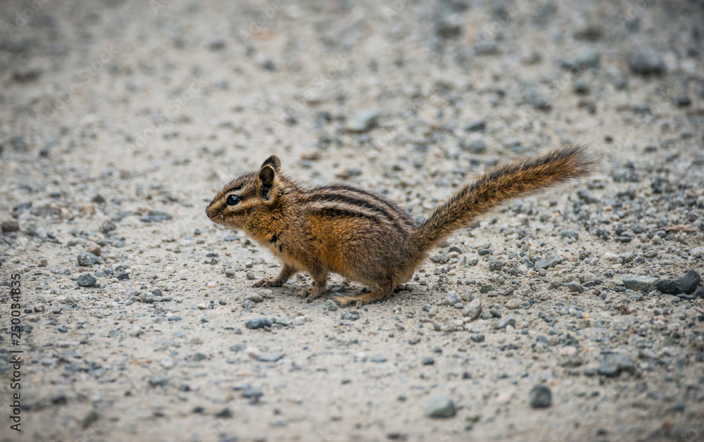 chipmunk chipmunk