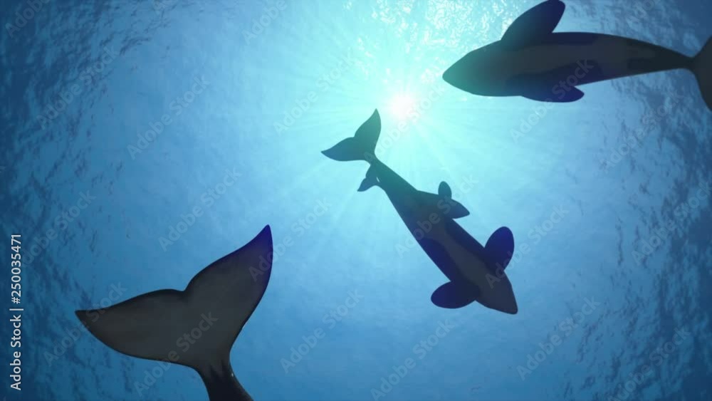 Underwater shot of a pod of killer whales (orcas orcinus) circling the sun in blue ocean - seamless looping high quality 3d animation