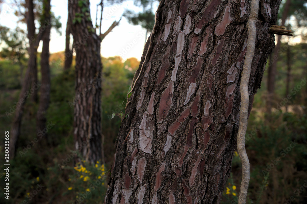 Pine forest