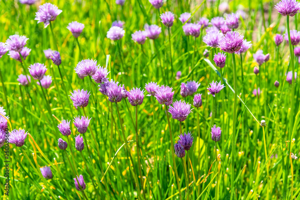 Field of flowering onions