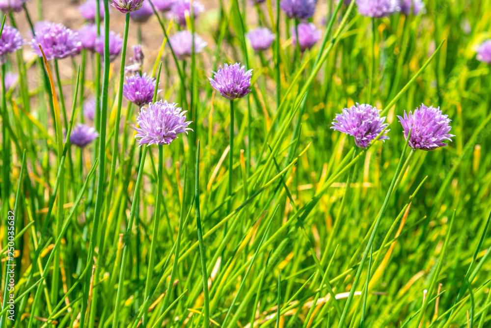 Field of flowering onions Field of flowering onions
