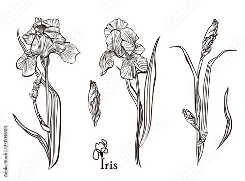 Iris flowers in the style of engraving. Collection of illustrations. Elements for menu, greeting cards, wrapping paper, cosmetics packaging, labels, tags, posters etc. Vector illustration  isolated on