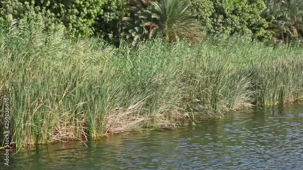 Sailing alongisde river bank with large grass reeds and palm trees in tropical environment. Sailing alongisde river bank with large grass reeds and palm trees in tropical environment.