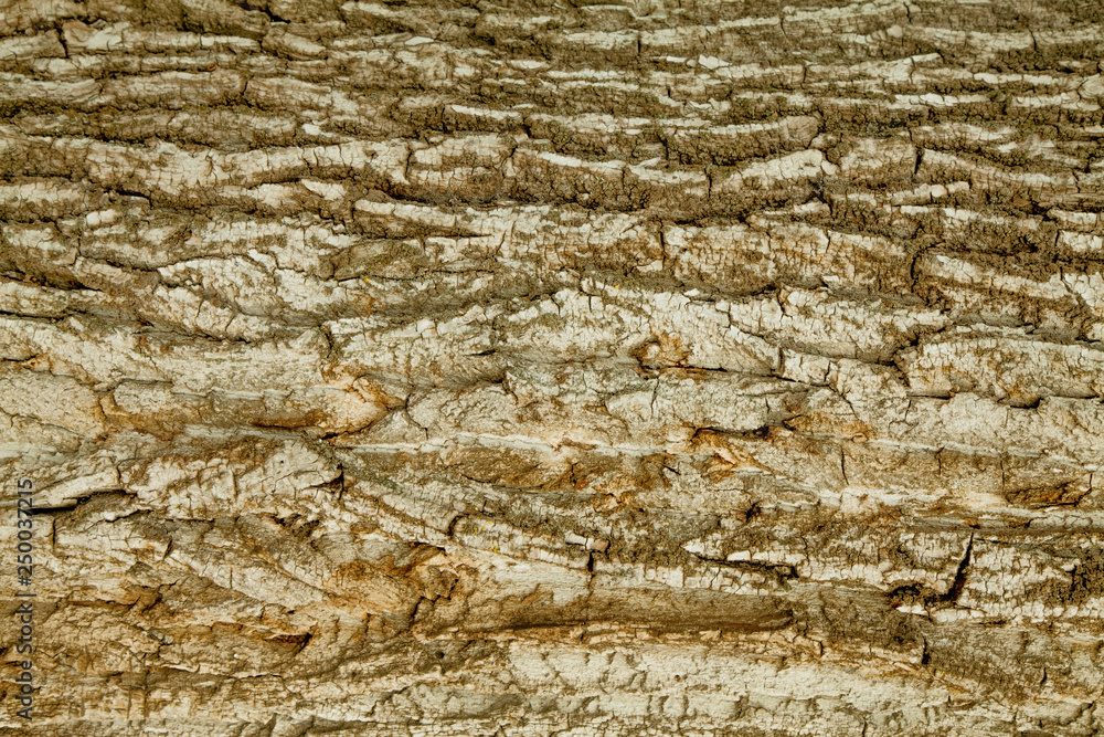 Rich tree bark texture background. The surface of hardwood.