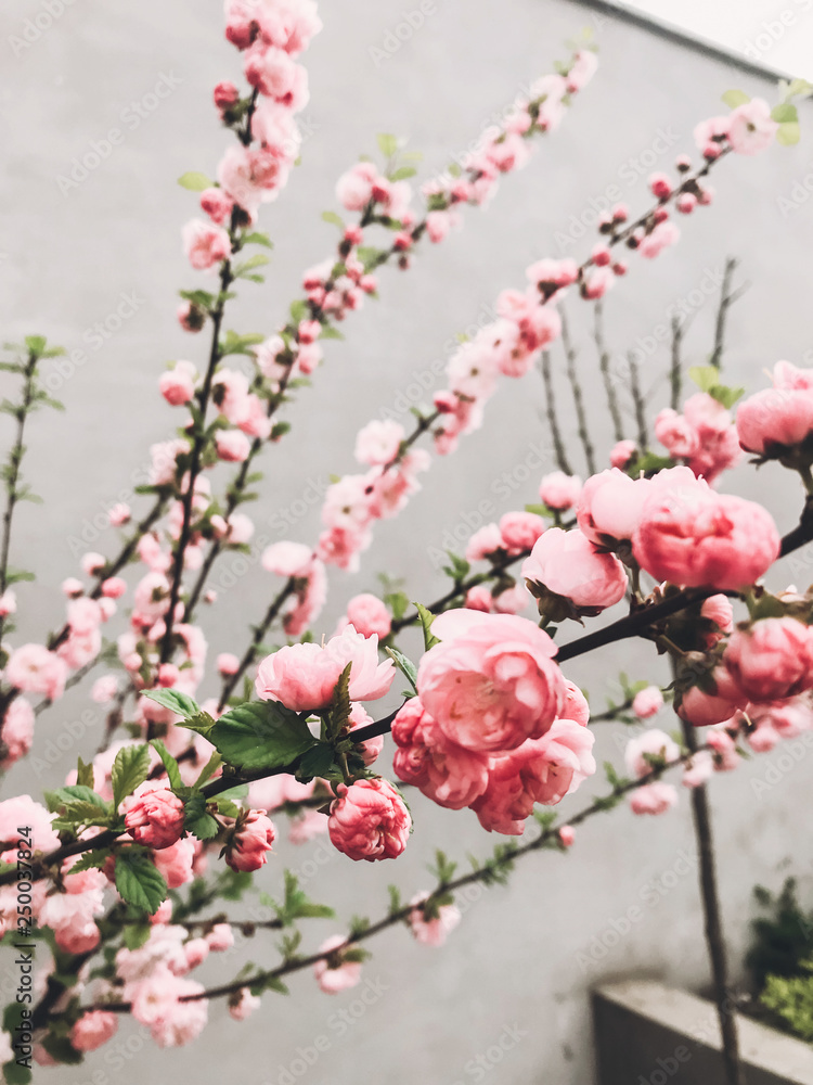 Beautiful sakura bloom in city street. Pink sakura cherry flowers on young tree branches on background of gray wall. Hello spring. Happy Mothers day. Beautiful sakura bloom in city street. Pink sakura cherry flowers on young tree branches on background of gray wall. Hello spring. Happy Mothers day.