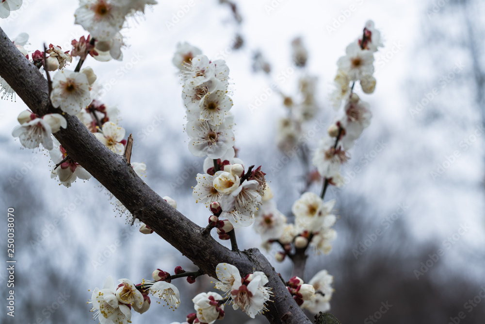 Spring plum blossoms are in full bloom