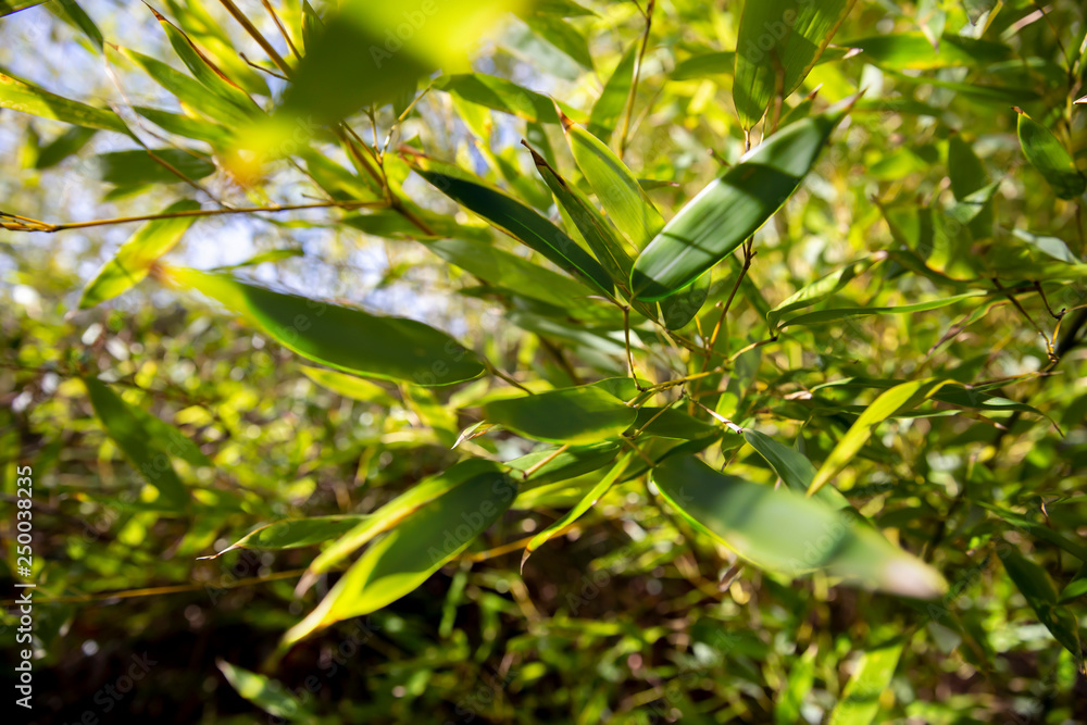 Close up from a bamboo tree Close up from a bamboo tree