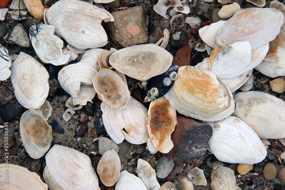Shells and rocks on the beach