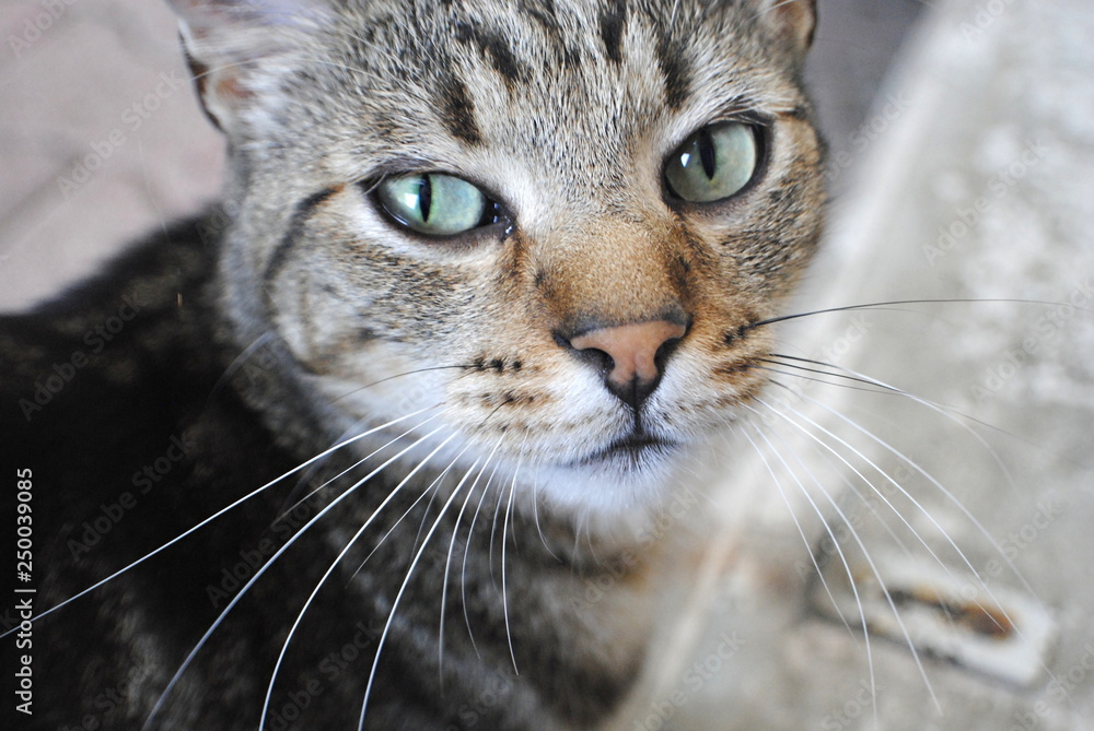 Chat Chat