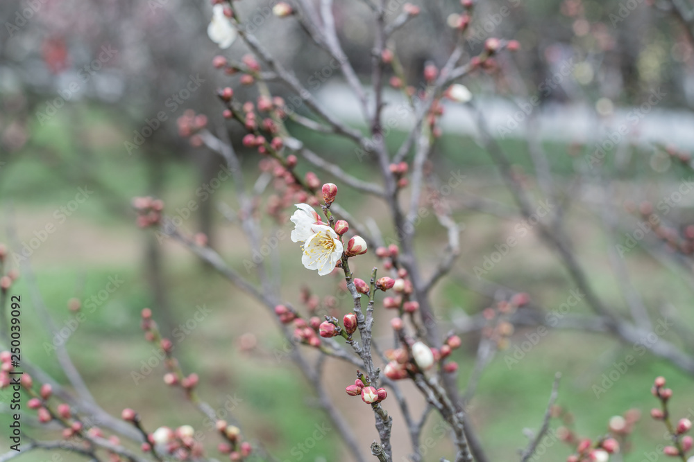 Spring plum blossoms are in full bloom Spring plum blossoms are in full bloom