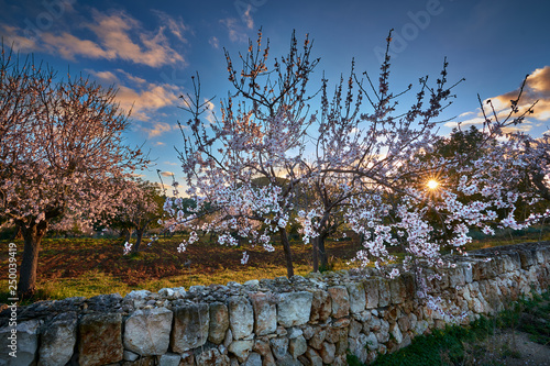 Sunrise in Mallorcan countryside with rising sun and almond trees.