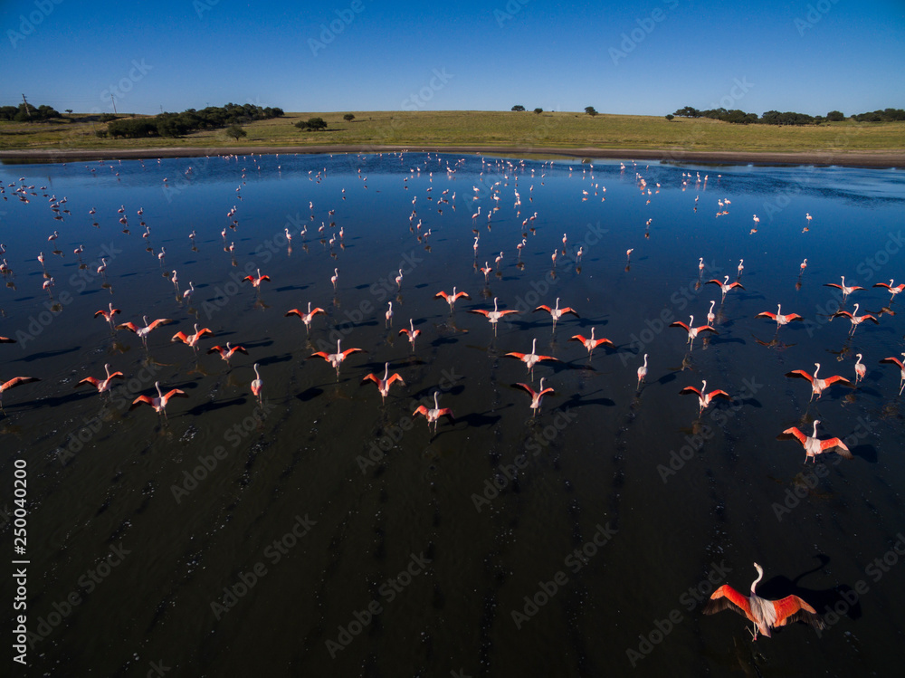 Naklejka premium Flamingos in Patagonia, Aerial view,Argentina