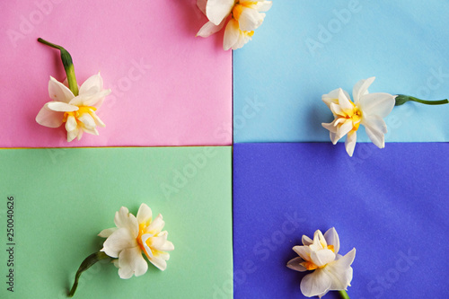 Yellow white daffodil, narcissus, jonquil flower close up on bright yellow background with a lot of copy space for text. Blank template for Mother's day, March 8 women's day, Valentine greeting card