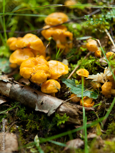 Edible Orange Chanterelle Mushrooms in the woods. Cantharellus cibarius.