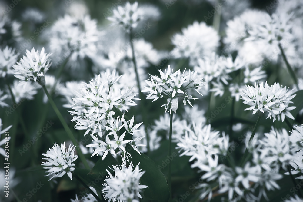 flower flower