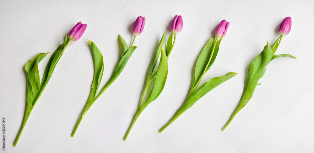 Obraz premium Fresh tulip buds pink purple purple color on white isolated background. floral arrangement, bouquet as a gift for Valentine's holiday, March 8th birthday, baby shower