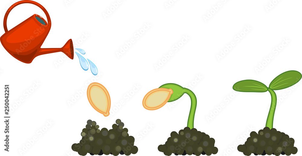 Sequential stages of pumpkin seed germination isolated on white