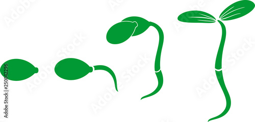 Sequential stages of pumpkin seed germination isolated on white background