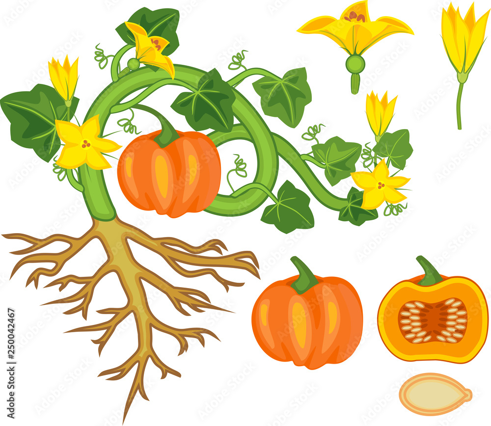 General view of pumpkin plant with fruit, green leaves, yellow flowers ...