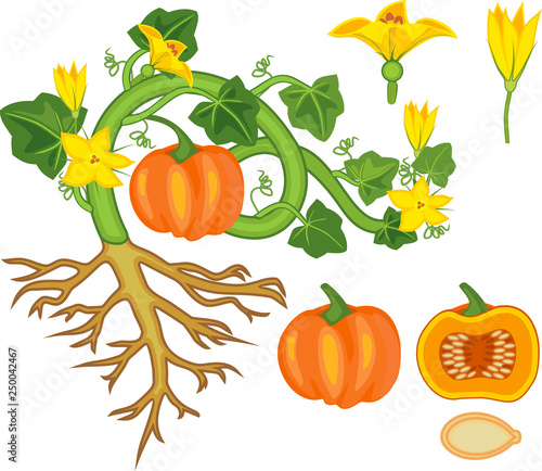 General view of pumpkin plant with fruit, green leaves, yellow flowers and root system isolated on white background