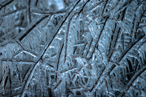 Frozen branches