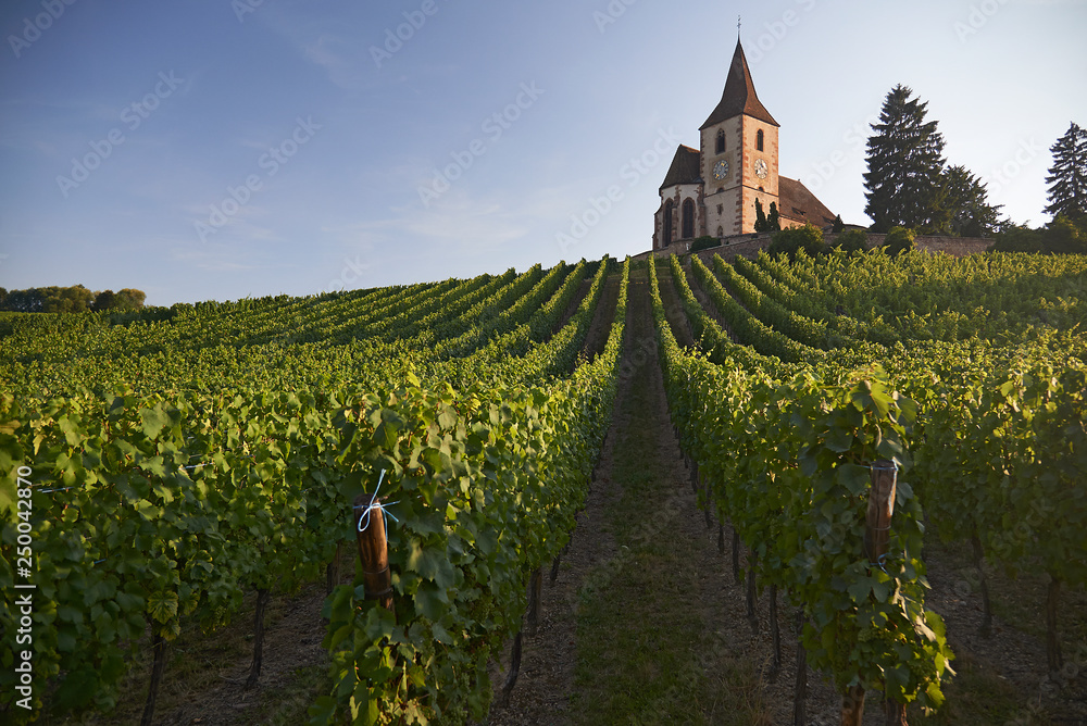 Beautiful landscapes of French vine yards in summer sunshine with grapes and old churches