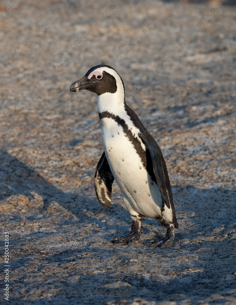 Fototapeta premium African penguin, Spheniscus demersus, on Boulders Beach near Cape Town South Africa relaxing in the sunset on stone