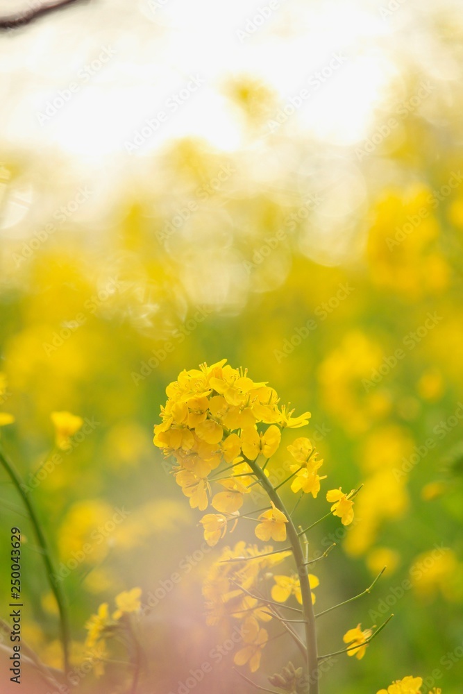 南伊豆　みなみの桜と菜の花祭り