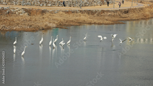 겨울냇가에 백로