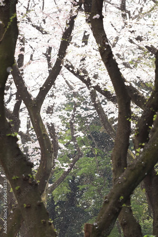 Fototapeta premium 桜風景