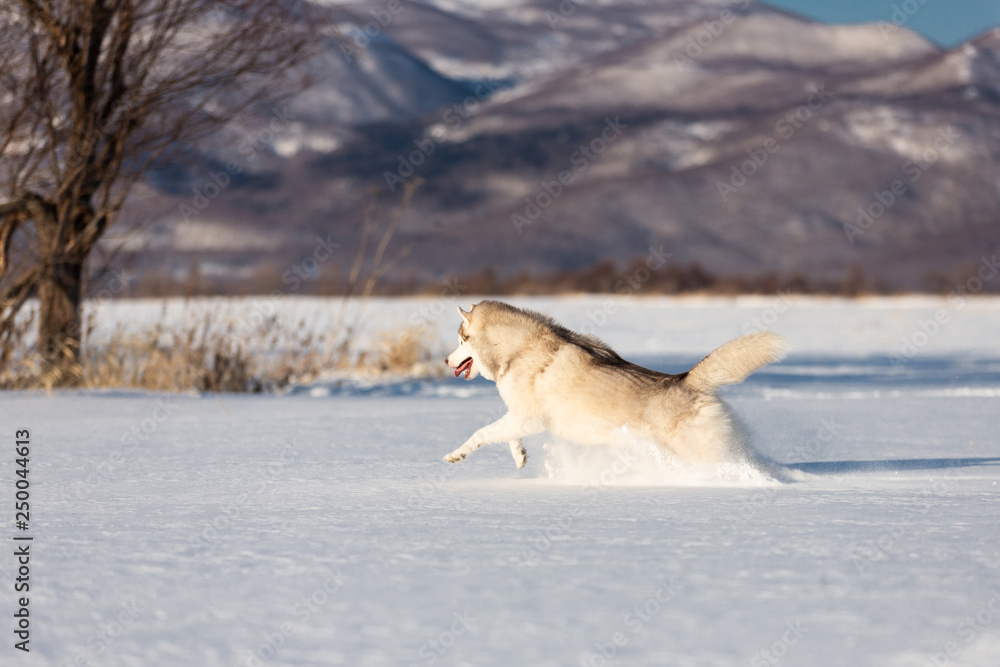 Crazy, happy and funny beige and white dog breed siberian husky running fast on the snow in the winter field. Crazy, happy and funny beige and white dog breed siberian husky running fast on the snow in the winter field.