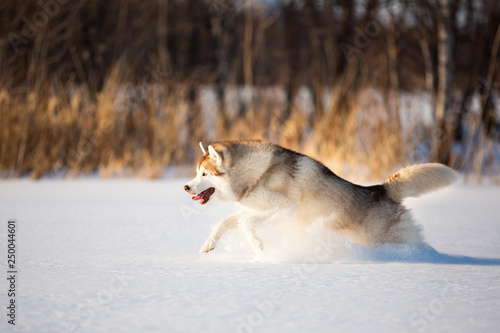 Crazy, happy and funny beige and white dog breed siberian husky with tonque out jumping to the snow in the winter field.