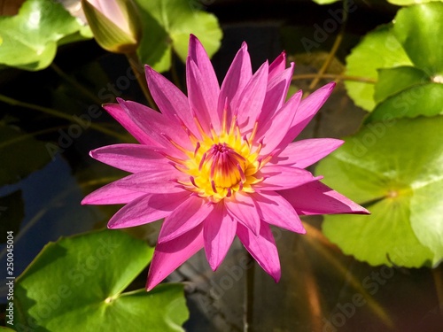 Pink lotus flower blooming in pond.