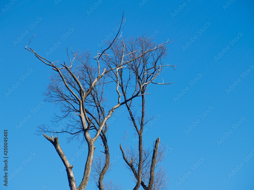 detail of trees against a blue sky detail of trees against a blue sky