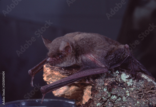 Little Brown Bat (Myotis Lucifugus)