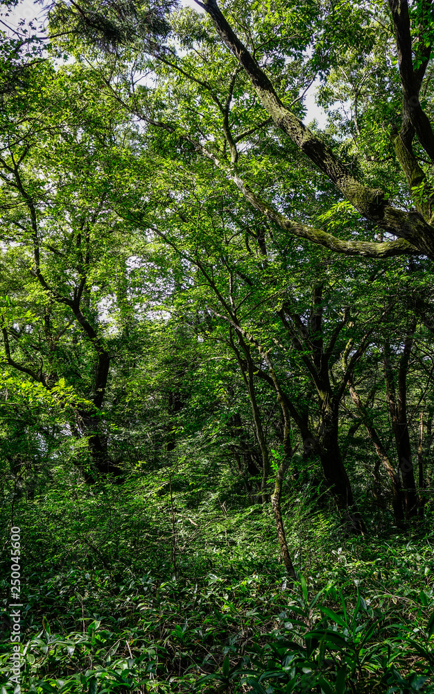 Trees in deep forest Trees in deep forest