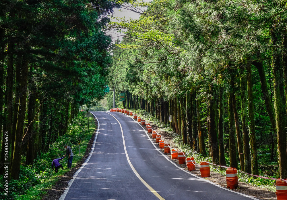 Asphalt road with pine tree forest Asphalt road with pine tree forest