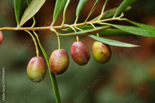 Fototapeta Naklejka Na Ścianę i Meble -  Olivas