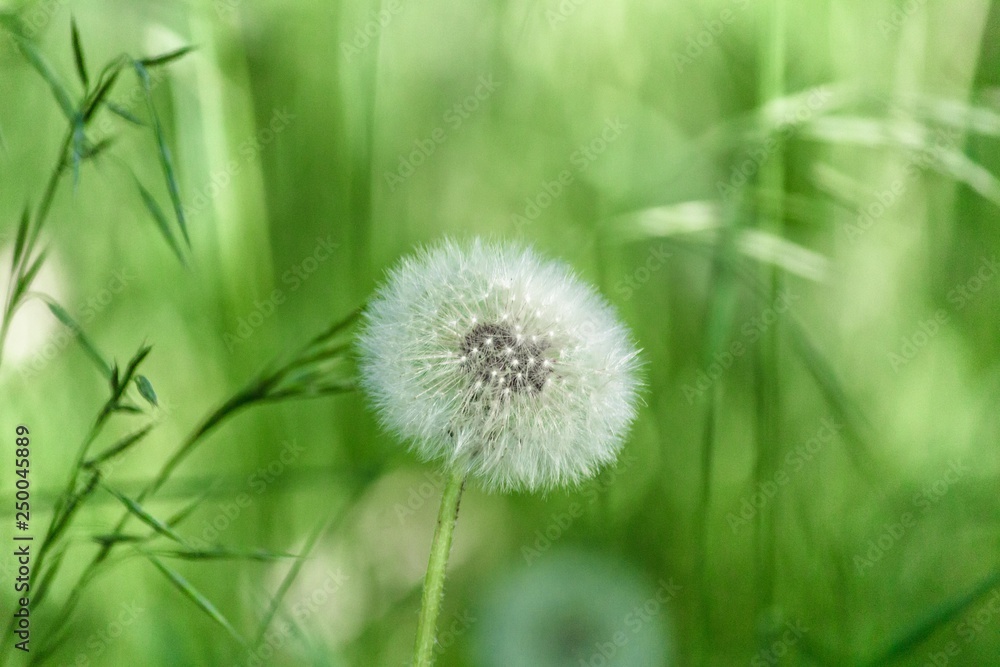 Lonely dandelion