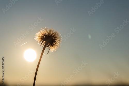 Dandelion in the sun