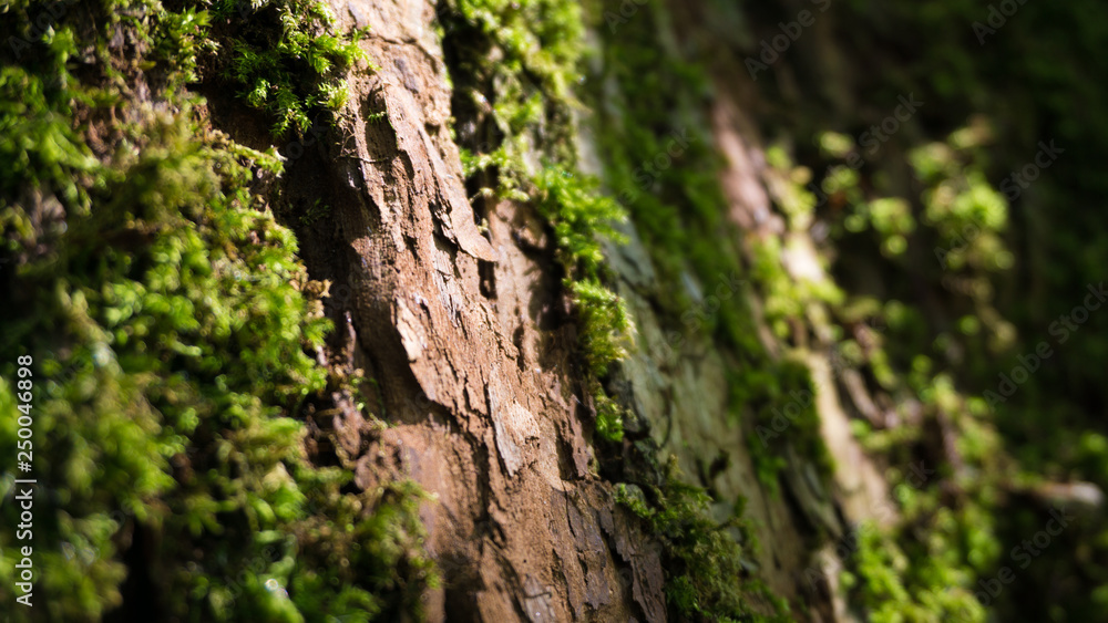 Vermooste Baumrinde im Wald Vermooste Baumrinde im Wald